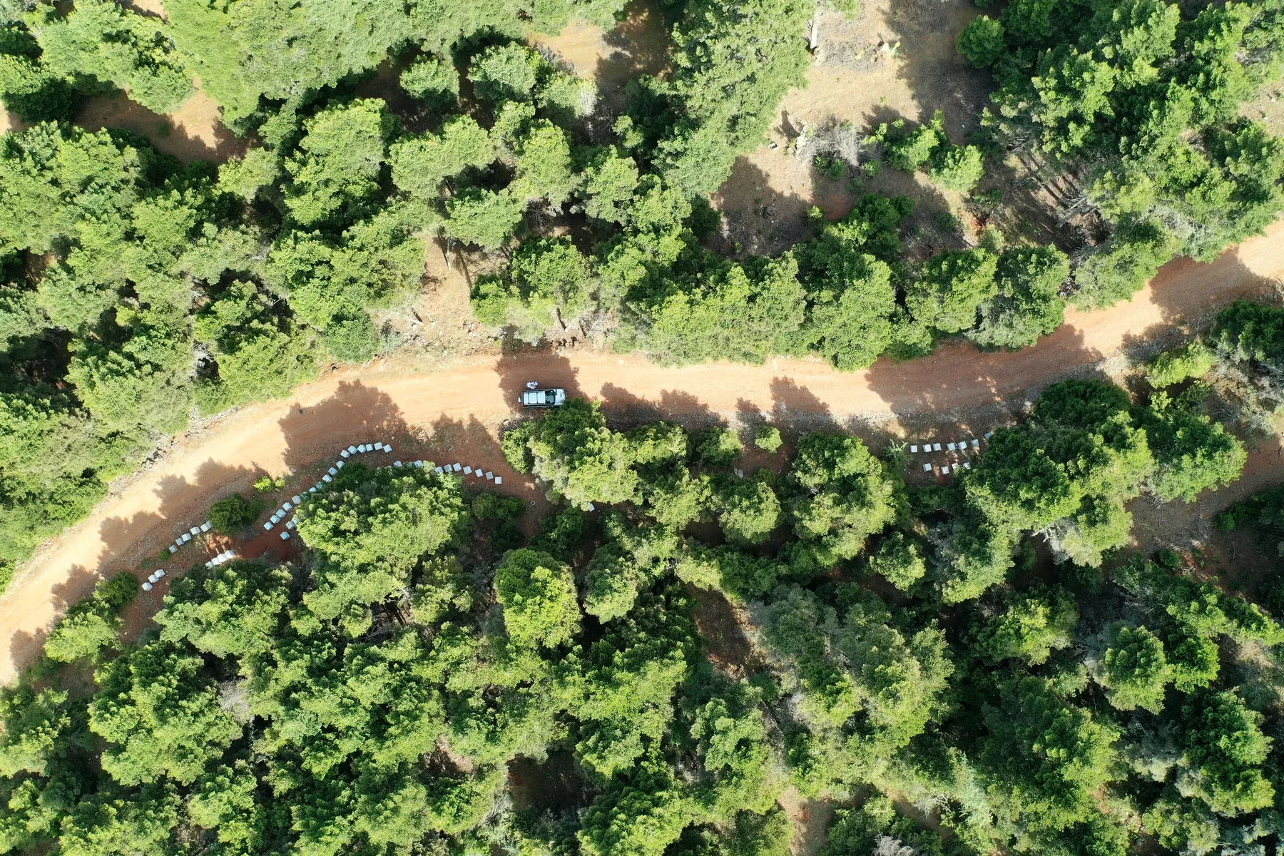 Aerial observation of trees and field access lines.