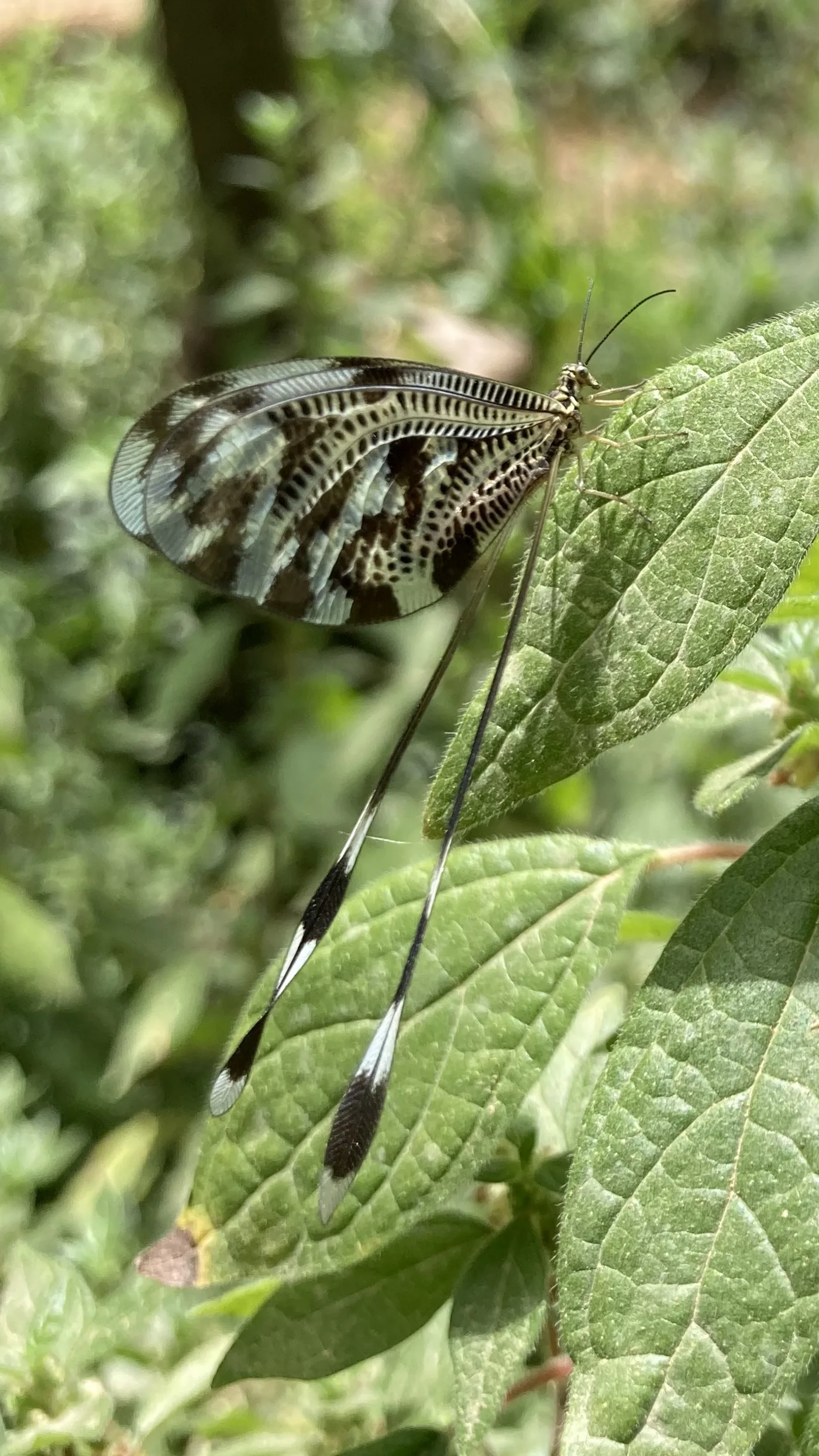 Close observation of insect biodiversity.
