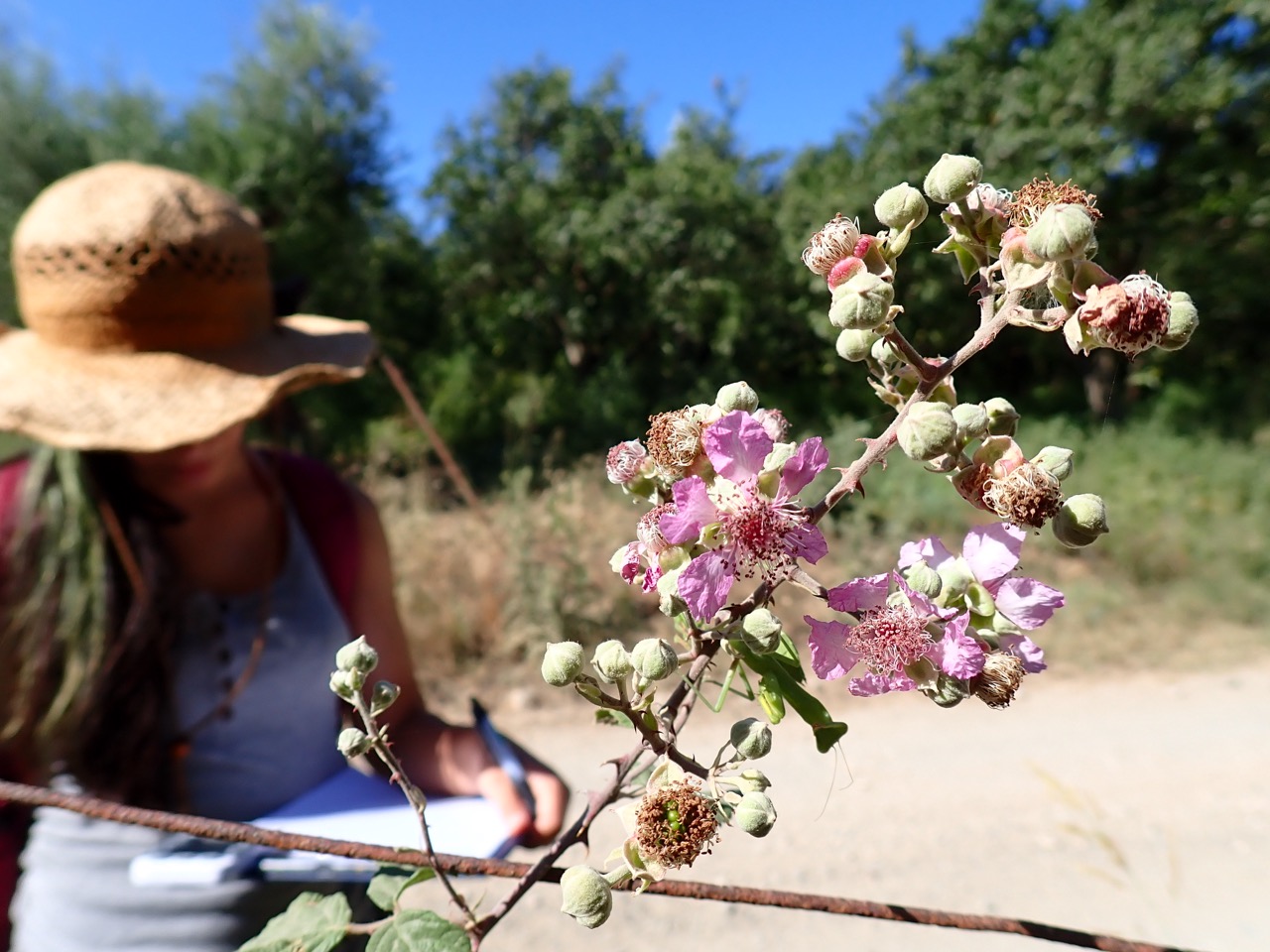 Making biodiversity visible through local monitoring systems