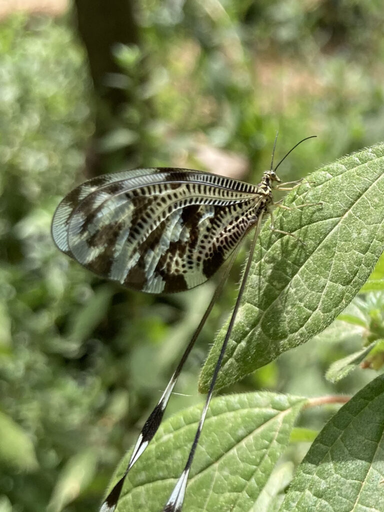 FIREFLIES project image